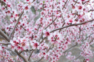 Inake-Conectar-con-la-Primavera